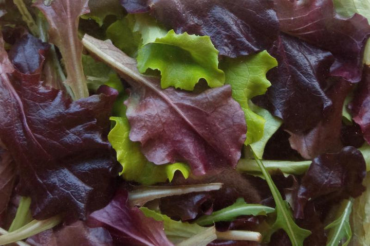 Mix Sałat Lollo EKO 125 g op.