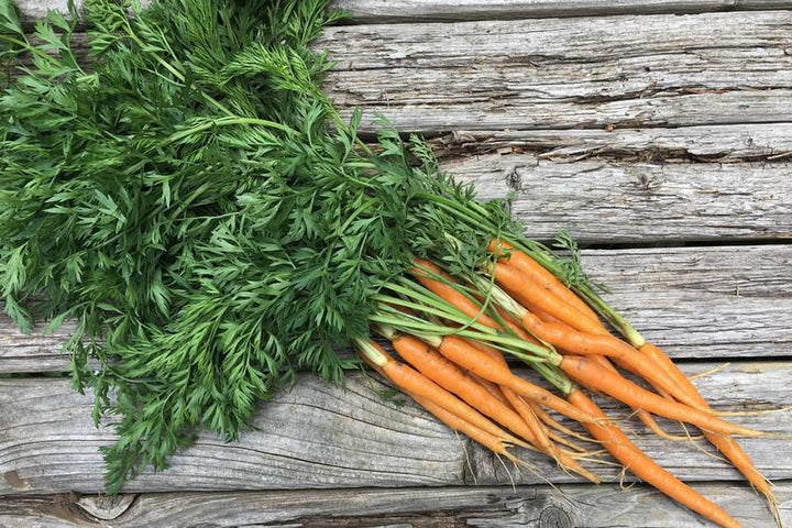 Młoda marchew EKO 500 g- pęczek