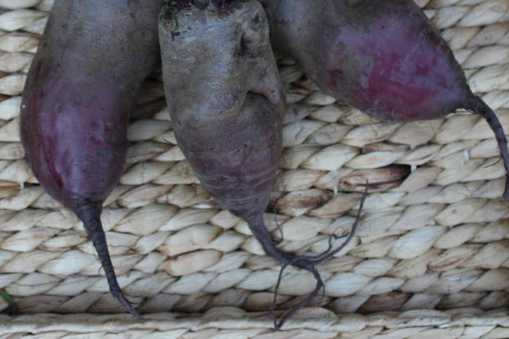 Buraki podłużne Opolskie EKO 3 kg