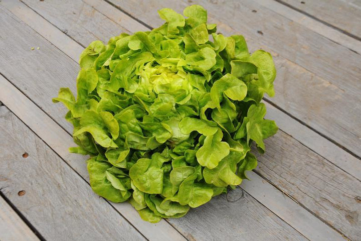 Sałata liść dębu zielona EKO 1 szt.