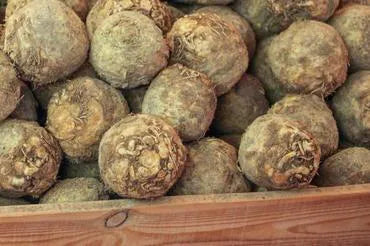 Seler korzeń EKO 500 g