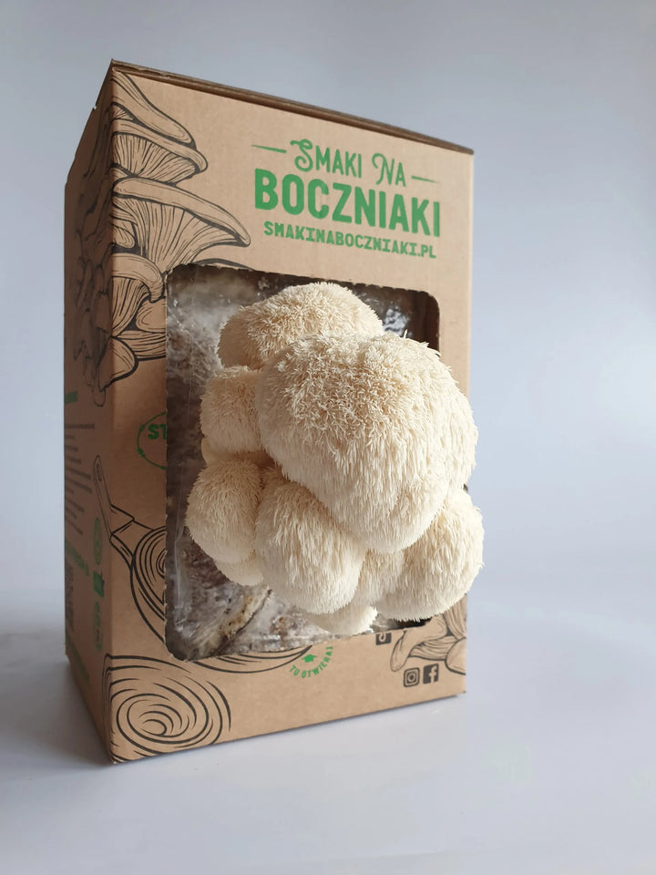 Soplówka jeżowata - zestaw do uprawy grzybów