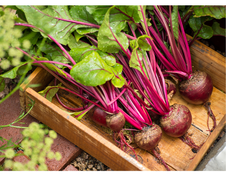 Buraki okrągłe pęczek EKO 700 g