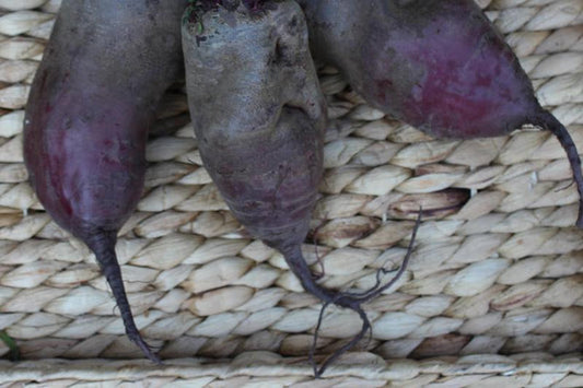 Buraki podłużne Opolskie EKO 3 kg