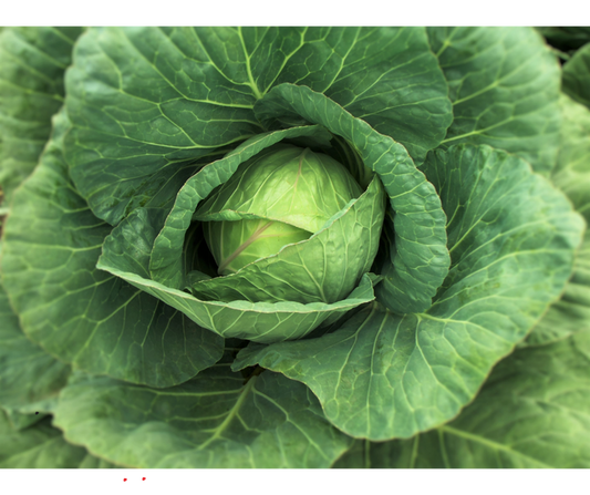 Kapusta młoda EKO 1 szt.