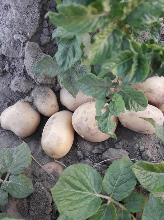 Ziemniaki młode Irga 1 kg