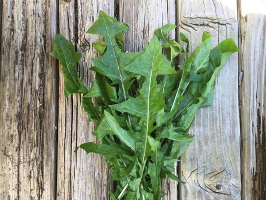 Mniszek lekarski EKO 120 g