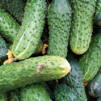 Ogórek gruntowy 600 g