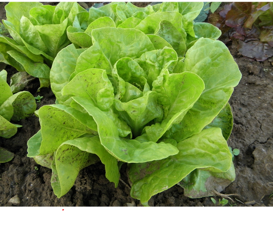 Sałata masłowa EKO 1 szt.